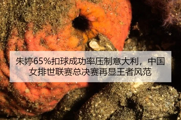 朱婷65%扣球成功率压制意大利，中国女排世联赛总决赛再显王者风范